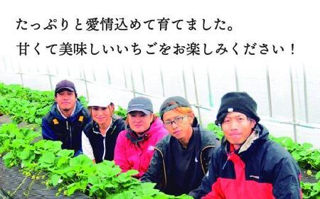 【先行予約受付】≪2026年2月発送≫原宿ベリーの「大粒いちご」【フルーツ 果物 くだもの 食品 人気 おすすめ 】