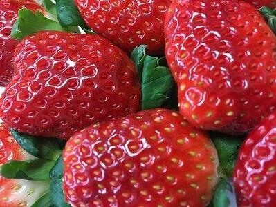 【2025年12月下旬~発送】「甘みと酸味の競演 谷中農園のとちおとめ」いちご【約270g×4パック】| 果物 フルーツ いちご 栃木 ブランド 栃木県【フルーツ 果物 くだもの 食品 人気 おすすめ 】