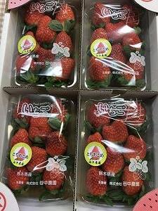 【2025年12月下旬~発送】「甘みと酸味の競演 谷中農園のとちおとめ」いちご【約270g×4パック】| 果物 フルーツ いちご 栃木 ブランド 栃木県【フルーツ 果物 くだもの 食品 人気 おすすめ 】