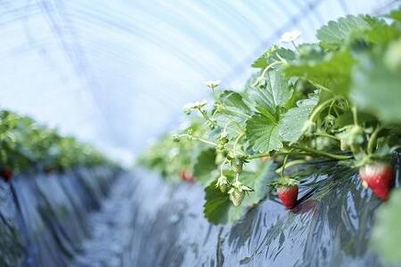 【2025年12月下旬~発送】「甘みと酸味の競演 谷中農園のとちおとめ」いちご【約270g×4パック】| 果物 フルーツ いちご 栃木 ブランド 栃木県【フルーツ 果物 くだもの 食品 人気 おすすめ 】