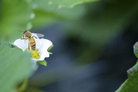 【2025年12月下旬~発送】「甘みと酸味の競演 谷中農園のとちおとめ」いちご【約270g×4パック】| 果物 フルーツ いちご 栃木 ブランド 栃木県【フルーツ 果物 くだもの 食品 人気 おすすめ 】