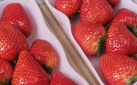 【2025年12月下旬～発送】谷中農園のいちご「 とちあいか 」約280g入（一粒約22g以上、5～9粒入り）×2パック | 果物 フルーツ いちご 栃木 ブランド 栃木県【フルーツ 果物 くだもの 食品 人気 おすすめ 】