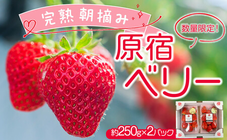 【先行予約受付】≪2026年2月発送≫【数量限定！】「完熟 朝摘み」原宿ベリー  約250g×2パック | いちご イチゴ 栃木【フルーツ 果物 くだもの 食品 人気 おすすめ 】