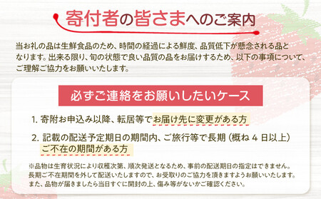 【先行予約受付】≪2026年2月発送≫【数量限定！】「完熟 朝摘み」原宿ベリー  約250g×2パック | いちご イチゴ 栃木【フルーツ 果物 くだもの 食品 人気 おすすめ 】
