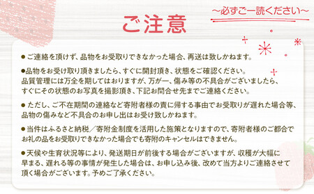 【先行予約受付】≪2026年2月発送≫【数量限定！】「完熟 朝摘み」原宿ベリー  約250g×2パック | いちご イチゴ 栃木【フルーツ 果物 くだもの 食品 人気 おすすめ 】
