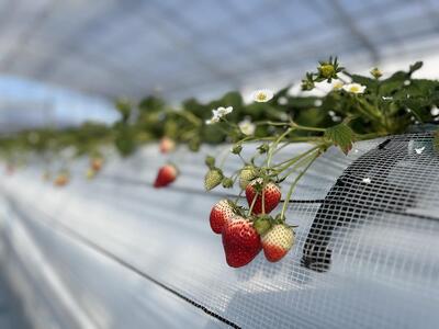 農園直営イタリアジェラートの8個セット【菓子 おかし スイーツ デザート 食品 人気 おすすめ 】