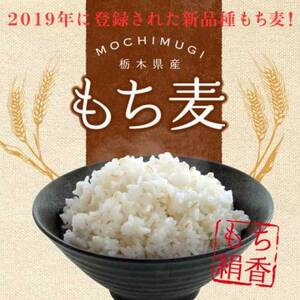 栃木県産もち絹香 800g×5袋_  穀物加工品 _【1559028】