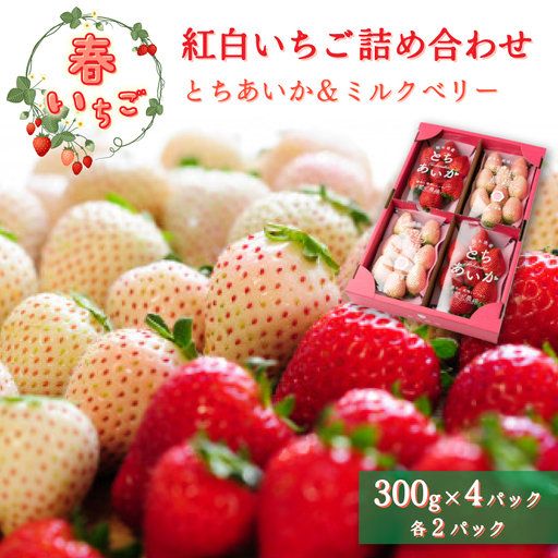 【春いちご】紅白いちご(とちあいか、ミルキーベリー)詰め合わせ(300g×2パックずつ)_果物・フルーツ いちご  イチゴ 苺_【配送不可地域：離島】【1589317】