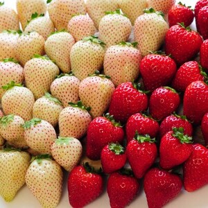 粒一杯!栃木いちご4種詰め合わせセット(260g×4パック)【配送不可地域：離島】【1642089】