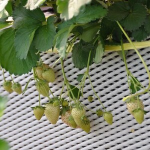 粒一杯!栃木いちご4種詰め合わせセット(260g×4パック)【配送不可地域：離島】【1642089】