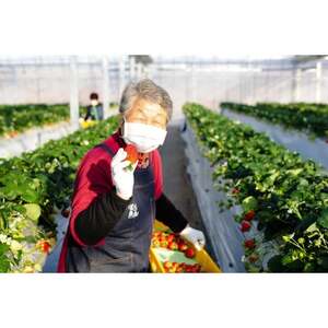 『葛生農場』栃木の新品種『とちあいか』(260g×2パック)【配送不可地域：離島】【1642092】