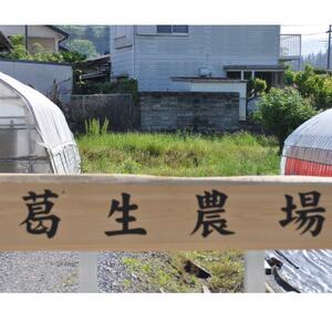 『葛生農場』栃木の新品種『とちあいか』(260g×2パック)【配送不可地域：離島】【1642092】