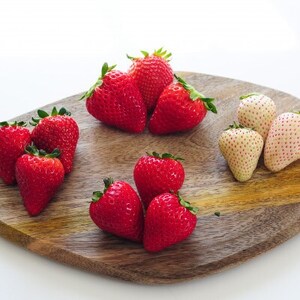 栃木のいちご食べ比べ!「2品種組み合わせ!」セット(260g×2パック)【配送不可地域：離島・沖縄県】【1642095】