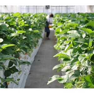 栃木のいちご食べ比べ!「2品種組み合わせ!」セット(260g×2パック)【配送不可地域：離島・沖縄県】【1642095】