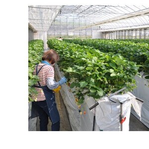 栃木のいちご食べ比べ!「2品種組み合わせ!」セット(260g×2パック)【配送不可地域：離島・沖縄県】【1642095】