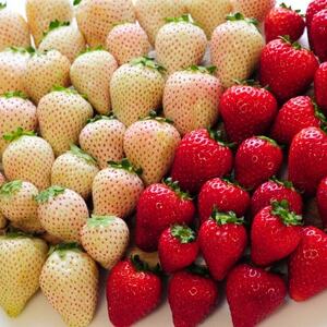 【春イチゴ】栃木いちご4種詰め合わせセット(260g×4パック)【配送不可地域：離島】【1663311】