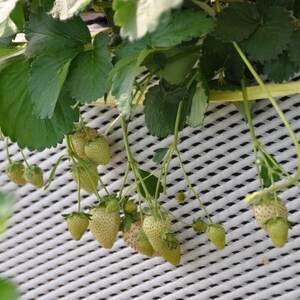 【春イチゴ】栃木いちご4種詰め合わせセット(260g×4パック)【配送不可地域：離島】【1663311】