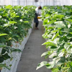 【春イチゴ】栃木いちご4種詰め合わせセット(260g×4パック)【配送不可地域：離島】【1663311】