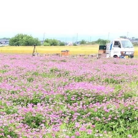 季節の花のはちみつ (150g) 3本セット_調味料 はちみつ ハチミツ 蜂蜜_【1143952】