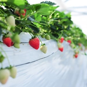 超厳選　大粒『とちあいか』　(450g×2パック)_果物・フルーツ いちご  イチゴ 苺_【配送不可地域：離島】【1239315】