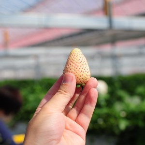 【春いちご 】栃木のいちご4種詰め合わせセット!(300g×4パック)_果物・フルーツ いちご  イチゴ 苺_【配送不可地域：離島】【1290961】