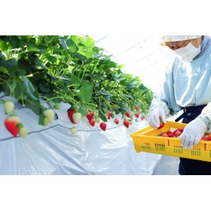 豪華!栃木イチゴ2種(スカイベリー・とちあいか)大粒 食べ比べセット (300g×4パック)_いちご 苺 フルーツ 果物 くだもの スカイベリー とちあいか 栃木 2種 セット 人気 おすすめ 送料無料 ギフト 贈答 食べ比べ_【配送不可地域:離島・沖縄県】【1366949】