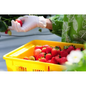 豪華!栃木イチゴ2種(スカイベリー・とちあいか)大粒 食べ比べセット(300g×2パック)_いちご 苺 果物 フルーツ くだもの スカイベリー とちあいか 大粒 食べ比べ セット 人気 おすすめ 送料無料 贈答 ギフト_【配送不可地域:離島・沖縄県】【1366974】