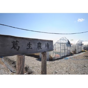 新鮮! 『とちおとめ』・『とちあいか』 (260g×4パック) 食べ比べセット_果物・フルーツ いちご イチゴ 苺_【配送不可地域:離島・沖縄県】【1366985】