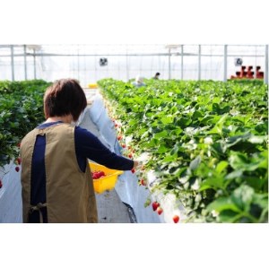 香りと酸味が魅力!!日本の定番『とちおとめ』 (260g×4パック)_果物・フルーツ いちご イチゴ 苺_【配送不可地域:離島】【1386436】