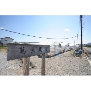 香りと酸味が魅力!!日本の定番『とちおとめ』 (260g×4パック)_果物・フルーツ いちご イチゴ 苺_【配送不可地域:離島】【1386436】