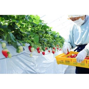 春イチゴ『とちおとめ』(260g×4パック)【配送不可地域：離島】【1389986】