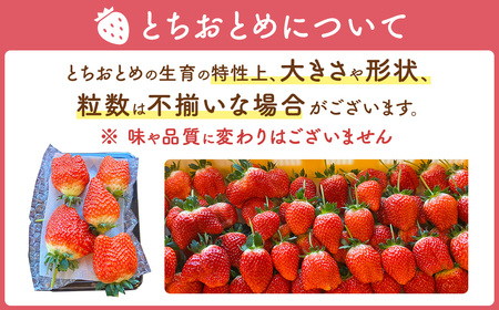 【先行予約】つる付き とちおとめ 4パック（3月～5月発送） | いちご ※2026年3月上旬～5月中旬頃に順次発送予定