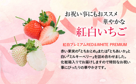つる付き 紅白プレミアムいちご 2パック （2026年2月上旬～2月中旬）とちあいか ミルキーベリー