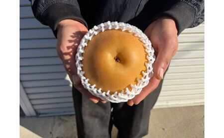 【先行予約】梨(にっこり) 2玉入り×1箱 (内容量1玉900g以上) ※2025年10月上旬～11月下旬頃に順次発送予定