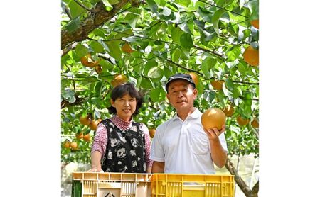 【先行予約】梨(にっこり) 2玉入り×1箱 (内容量1玉900g以上) ※2025年10月上旬～11月下旬頃に順次発送予定