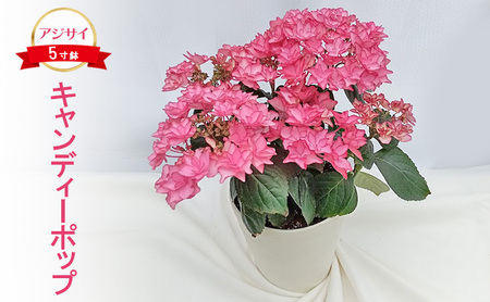 【先行予約】アジサイ キャンディーポップ ｜ 花 紫陽花 5寸鉢 八重咲 ギフト 鹿沼市 栃木県 ※2026年4月下旬～5月下旬頃に順次発送予定