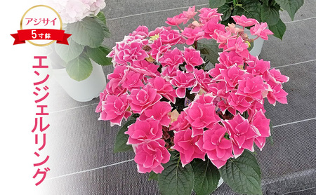 【先行予約】アジサイ エンジェルリング ｜ 花 あじさい 紫陽花 5寸鉢 ギフト 鹿沼市 栃木県 ※2026年4月下旬～5月下旬頃に順次発送予定