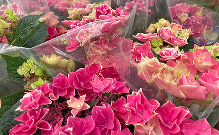 【先行予約】アジサイ エンジェルリング ｜ 花 あじさい 紫陽花 5寸鉢 ギフト 鹿沼市 栃木県 ※2026年4月下旬～5月下旬頃に順次発送予定