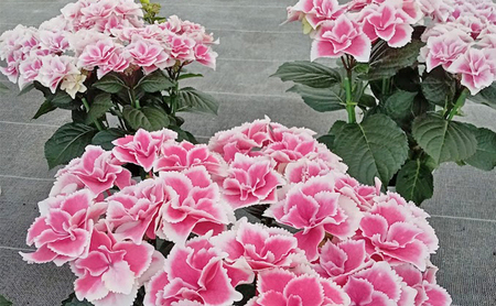 【先行予約】アジサイ プリンセスリング ｜ 花 あじさい 紫陽花 5寸鉢 ギフト 鹿沼市 栃木県 ※2026年4月下旬～5月下旬頃に順次発送予定