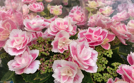 【先行予約】アジサイ きらきら星 ｜ とちぎオリジナル品種 5寸鉢 八重咲 ギフト 鹿沼市 栃木県 ※2026年4月下旬～5月下旬頃に順次発送予定