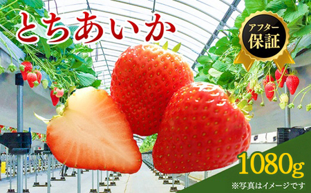 【先行予約】いちご 270g 4パック (2月発送) | いちご 苺