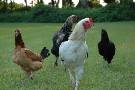 栃木しゃも精肉　1羽　※離島への配送不可