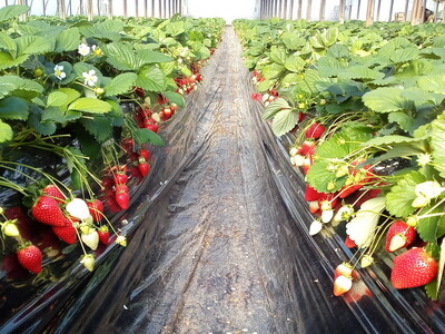 【先行予約】完熟 いちご 320g×2p (12月発送) | いちご