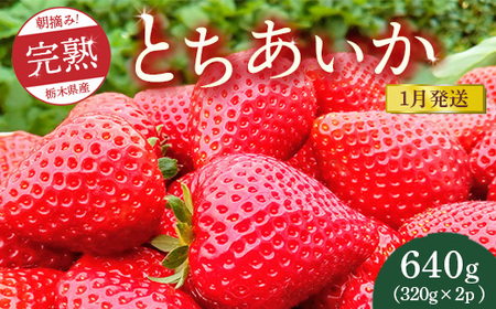 【先行予約】【1月発送】朝摘み！完熟とちあいか 640g（320g×2p）　※離島への配送不可　※2026年1月上旬～1月下旬頃に順次発送予定