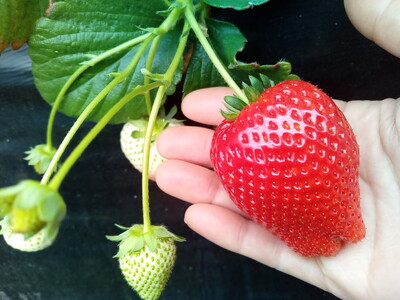 【先行予約】【2月発送】朝摘み！完熟とちあいか《ワンポイントにミルキーベリー入り》640g（320g×2p）　※離島への配送不可　※2026年2月上旬～2月下旬頃に順次発送予定