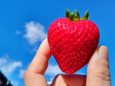 【先行予約】【2月発送】朝摘み！完熟とちあいか《ワンポイントにミルキーベリー入り》640g（320g×2p）　※離島への配送不可　※2026年2月上旬～2月下旬頃に順次発送予定