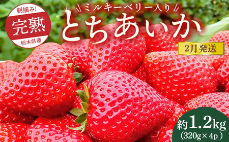 【先行予約】【2月発送】朝摘み！完熟とちあいか《ワンポイントにミルキーベリー入り》1280g（320g×4p）　※離島への配送不可　※2026年2月上旬～2月下旬頃に順次発送予定
