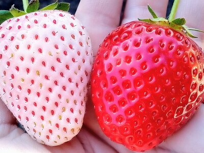 【先行予約】【3月発送】朝摘み!完熟とちあいか&ミルキーベリーの紅白セット 640g(320g×2p(各1パック) ) ※離島への配送不可 ※2026年3月上旬~3月下旬頃に順次発送予定