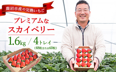 プレミアム いちご スカイベリー 4トレイ1600g ※2025年12月中旬～2026年2月中旬頃に順次発送予定