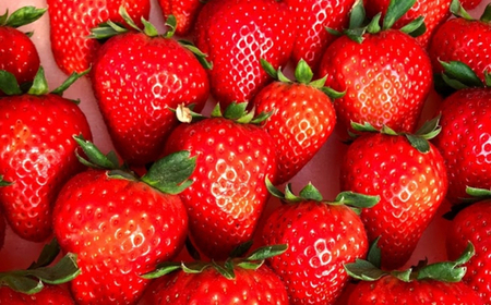 いちご食べ比べ3品種 おまかせセット 2トレイ800g ※2025年12月中旬～2026年2月中旬頃に順次発送予定